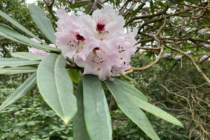 Lepe House Gardens